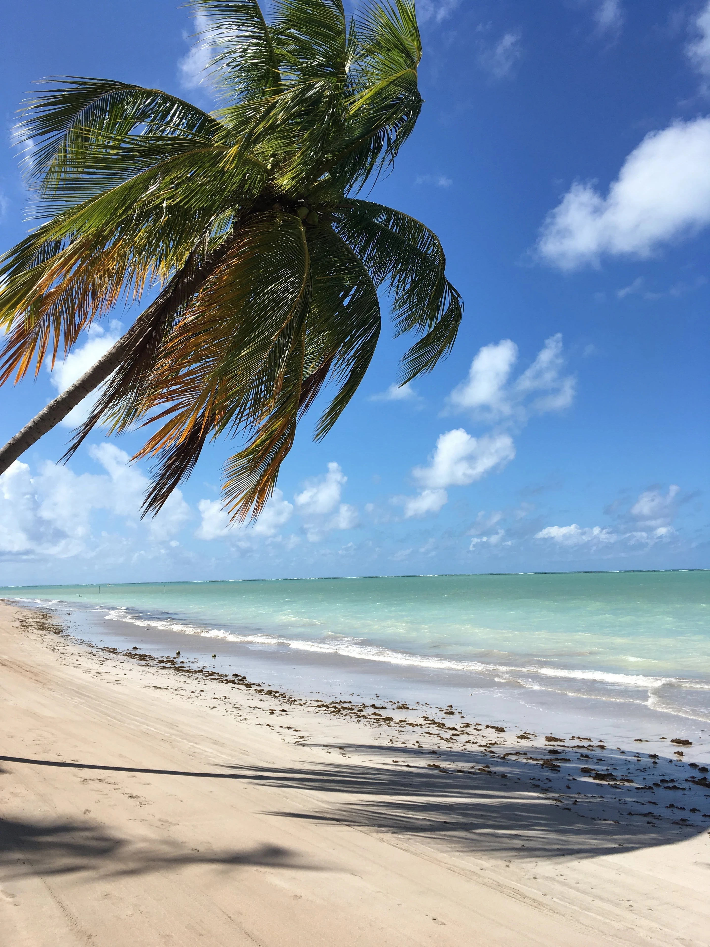 A wind-shaped palm tree leans over a bright Maceió beach under a blue sky