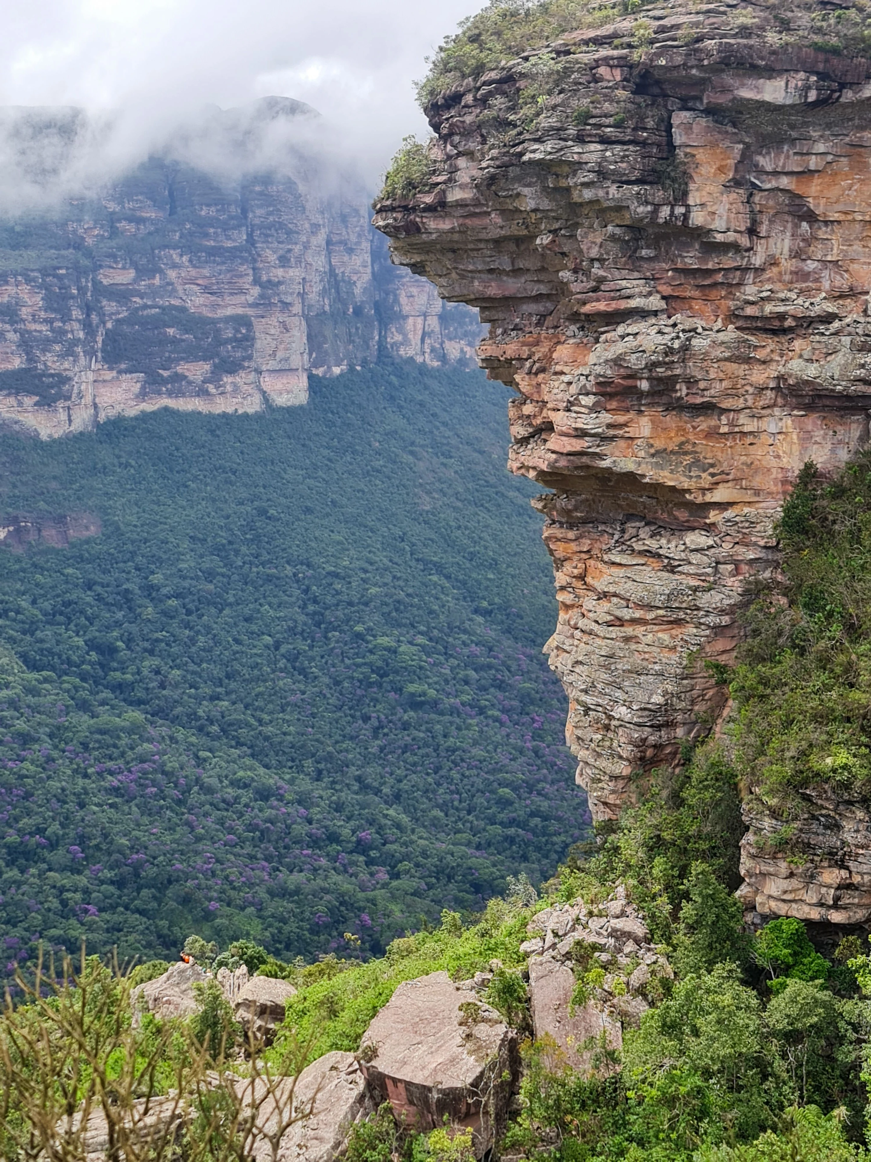A deep sandstone canyon with flowering trees in Chapada Diamantina