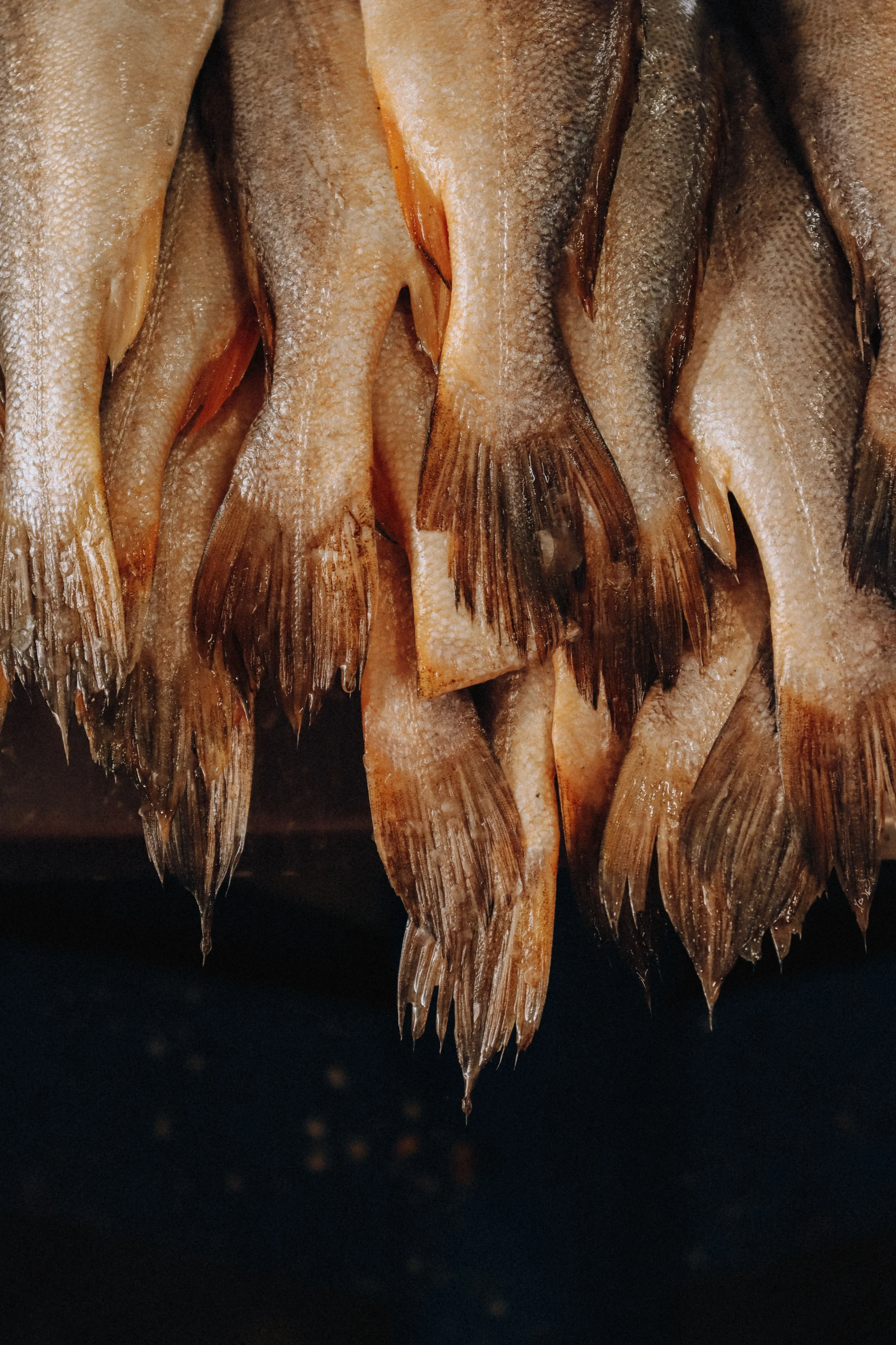 A close view of preserved fish hanging on display in Belém.