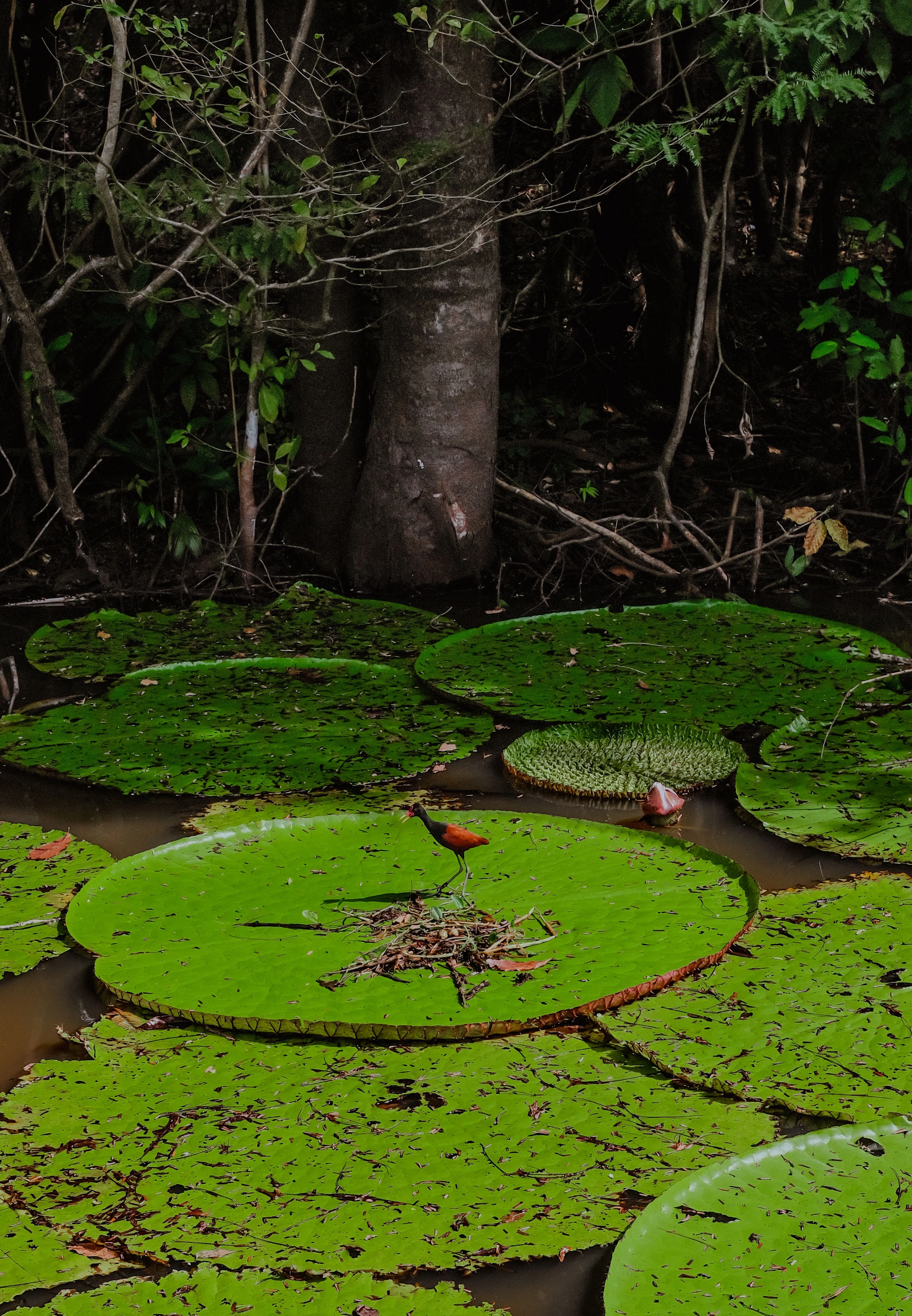 Large circular water-lily leaves and a red bird on water in Manaus
