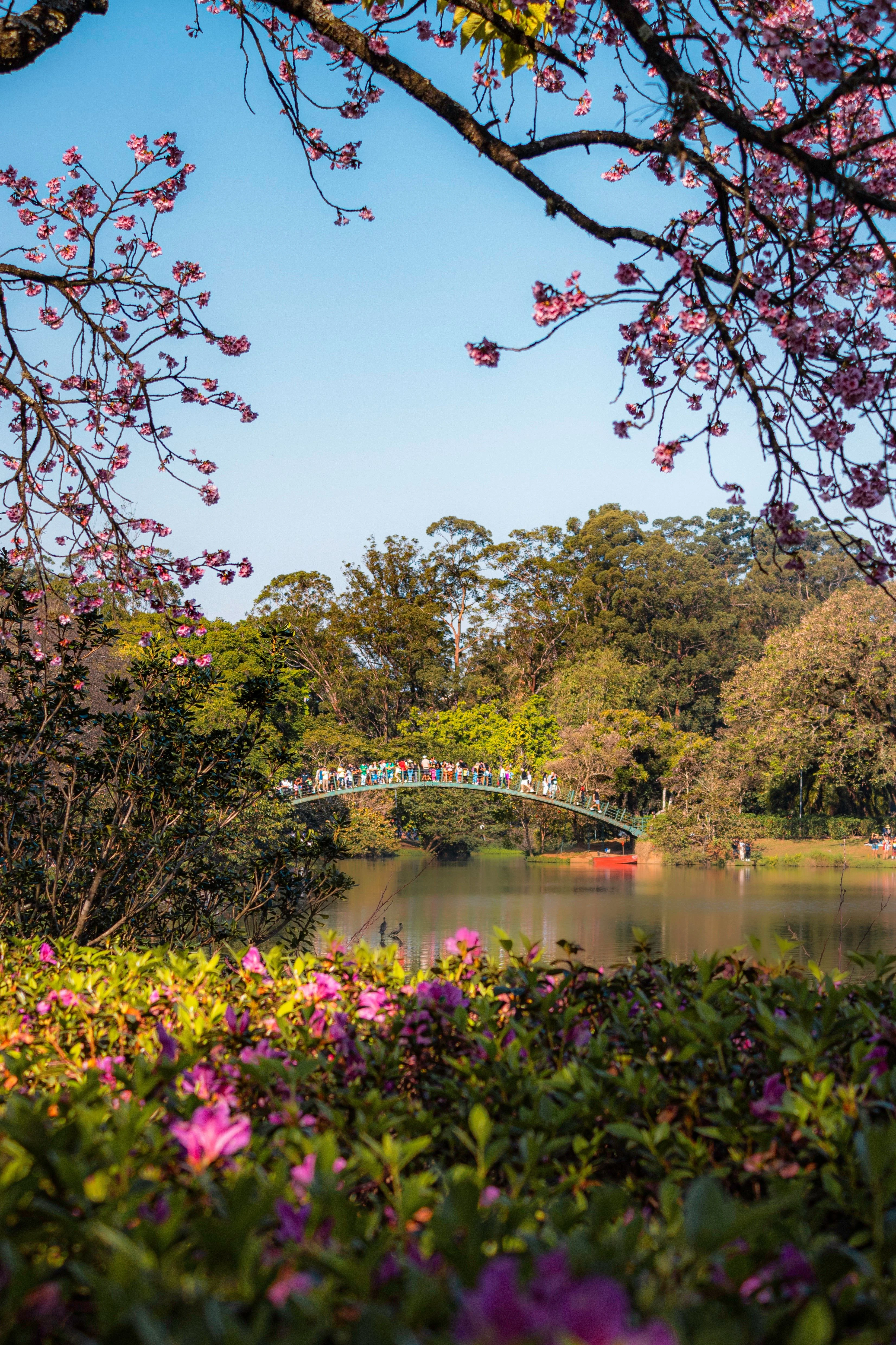 Flowering trees, Ibirapuera