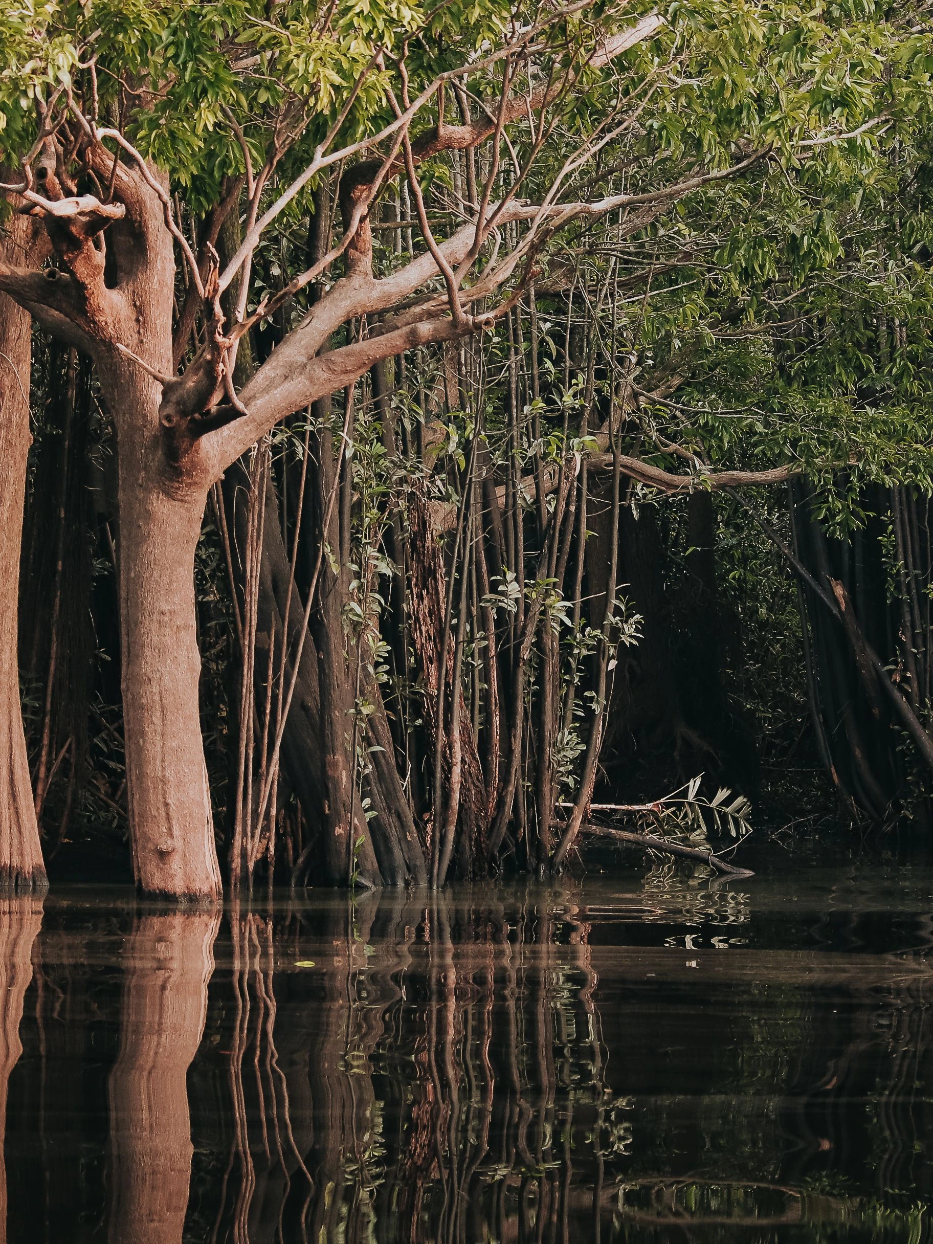 A red-flowering tree and surrounding forest reflected in the Rio Negro, Amazonas.
