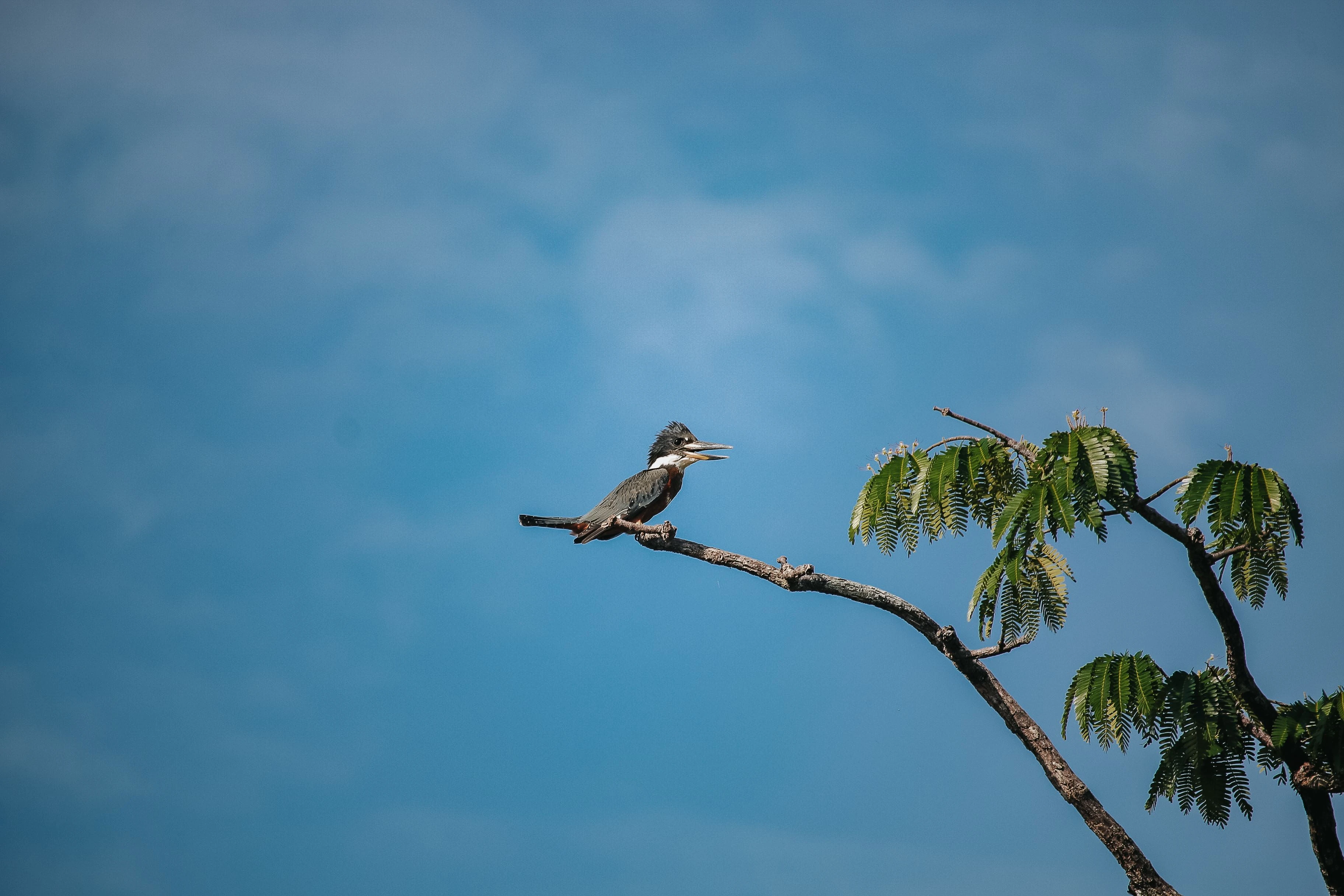 Kingfisher perched on a leafy branch against a blue sky in Manaus, Brazil