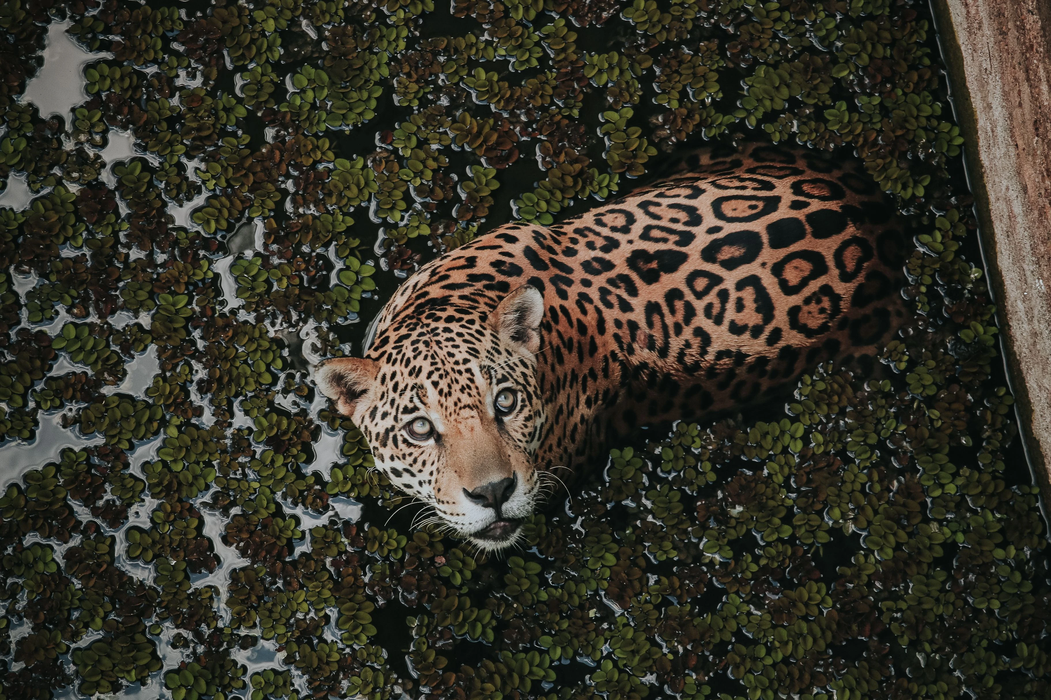 A jaguar looking upward from the water in Manaus