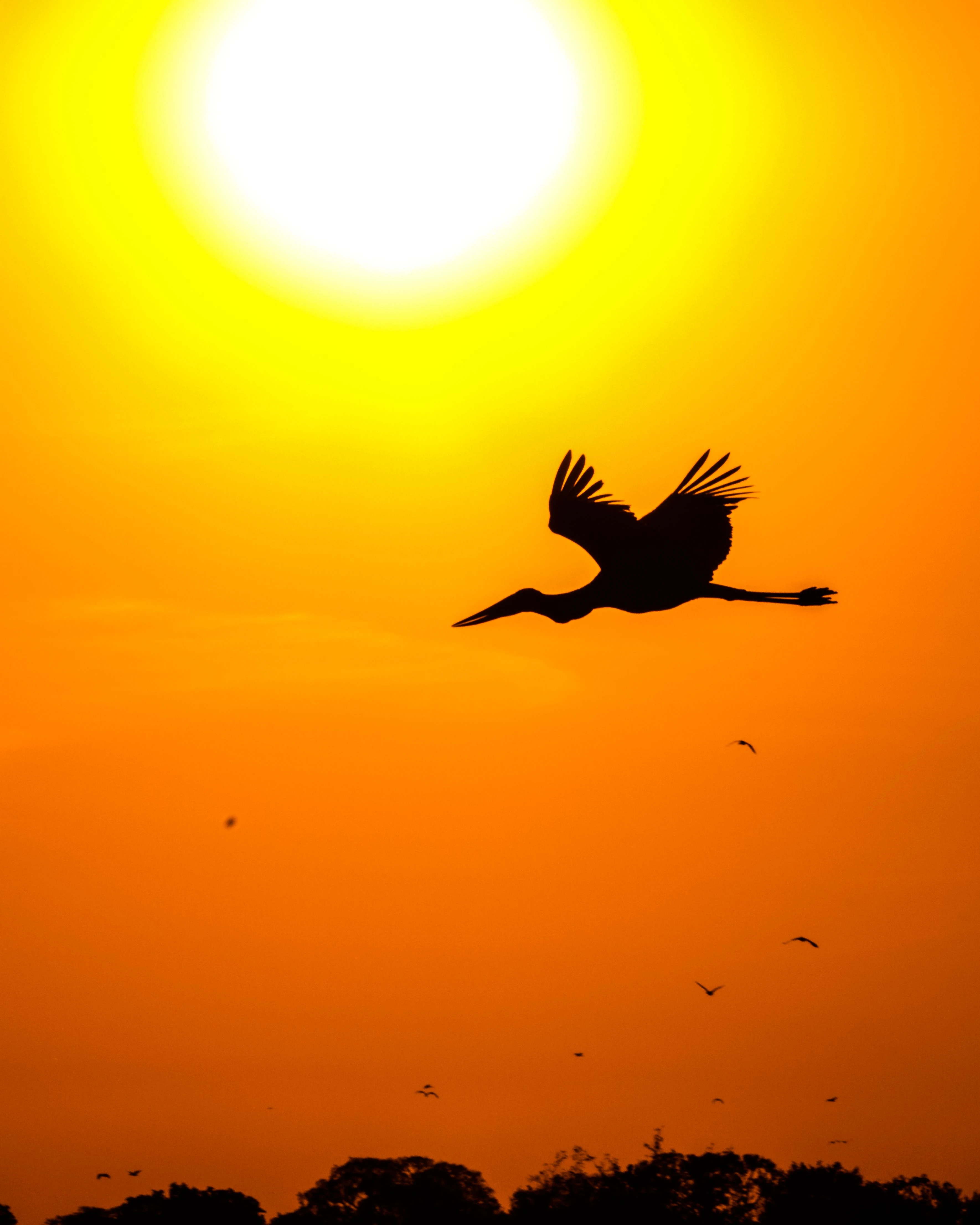 Birds fly across the low sun near Poconé in the Pantanal