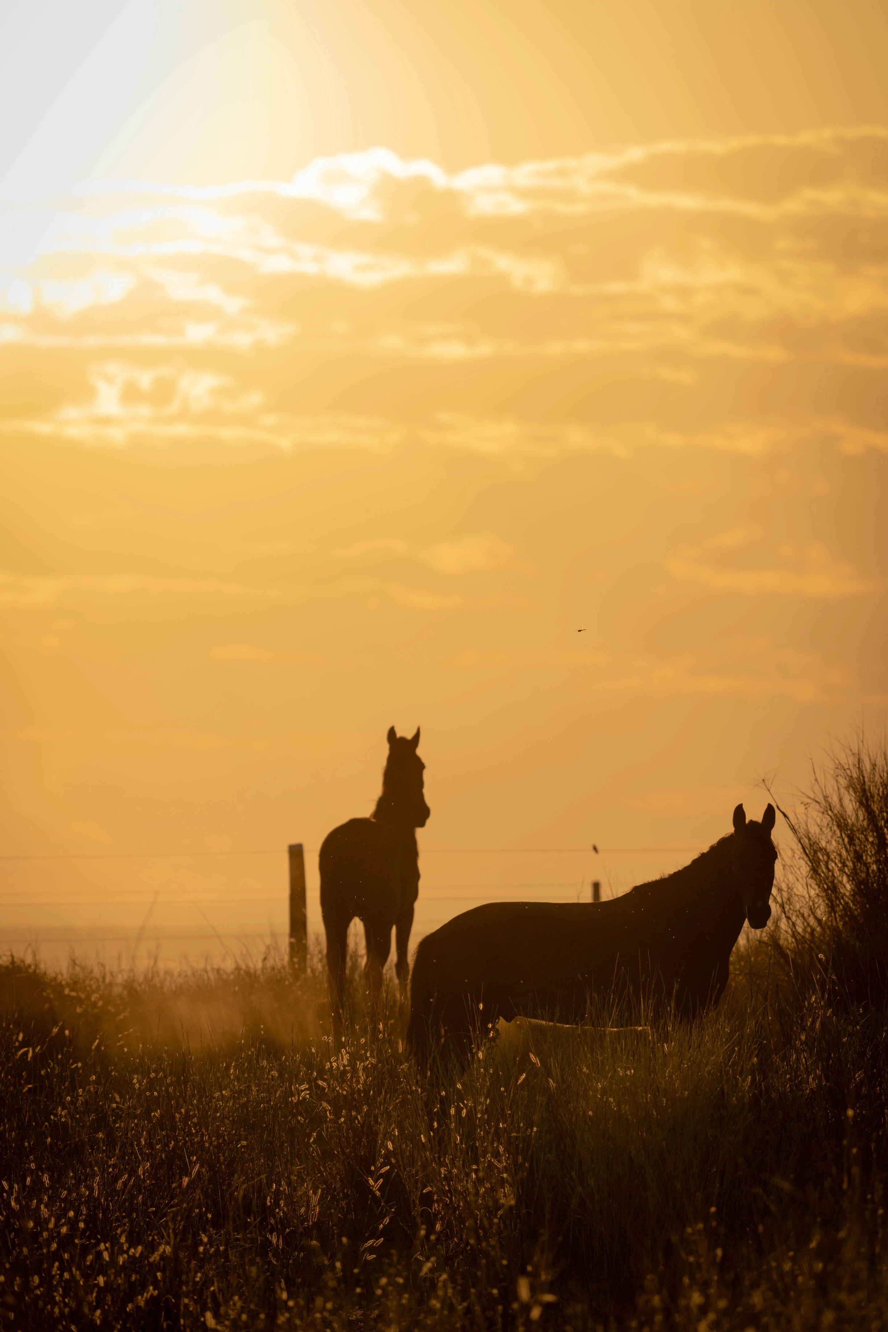 Horses in backlit grasses in the countryside near Poconé