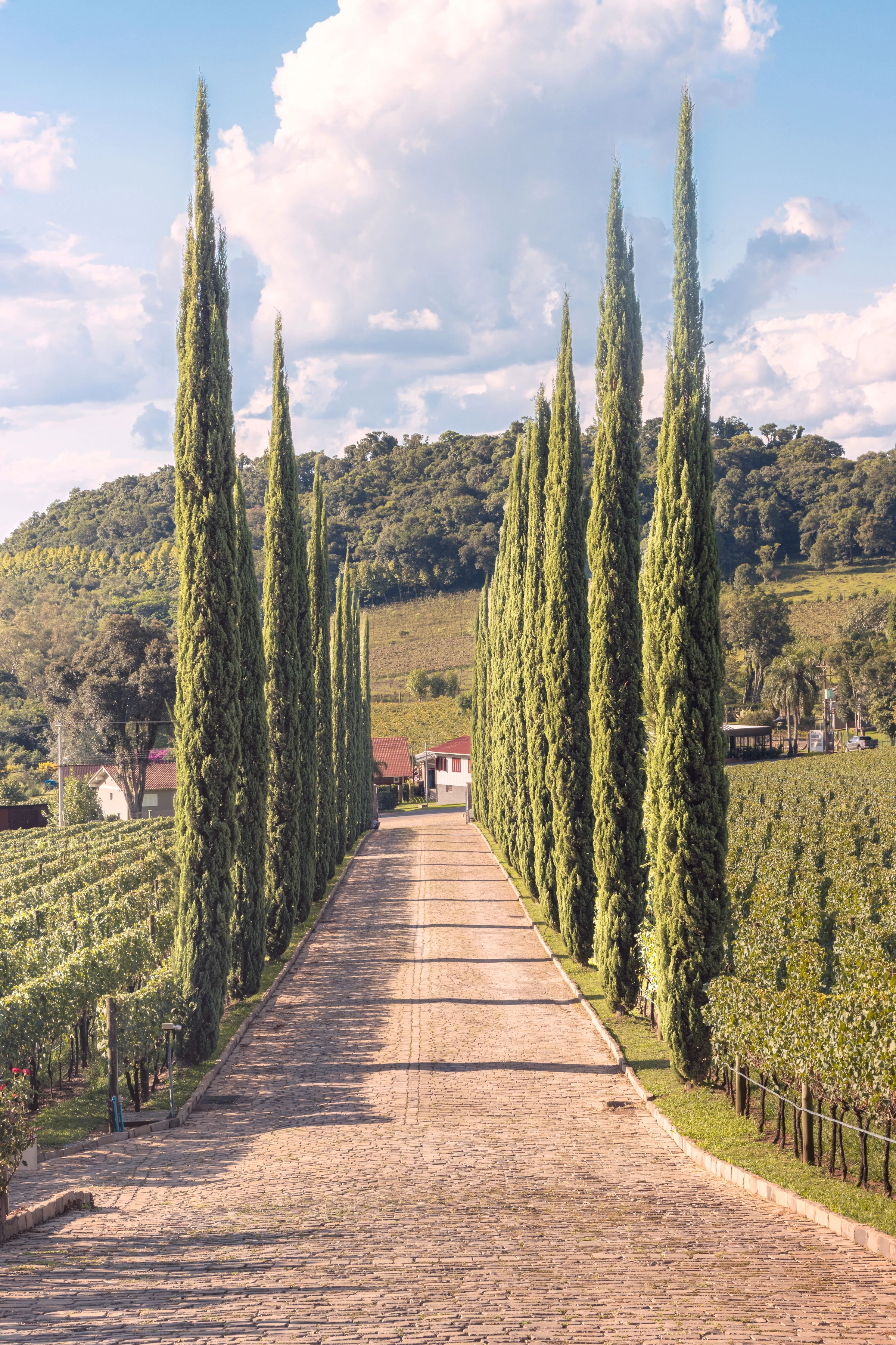 An architectural approach framed by vineyard rows in the wine country around Bento Gonçalves.