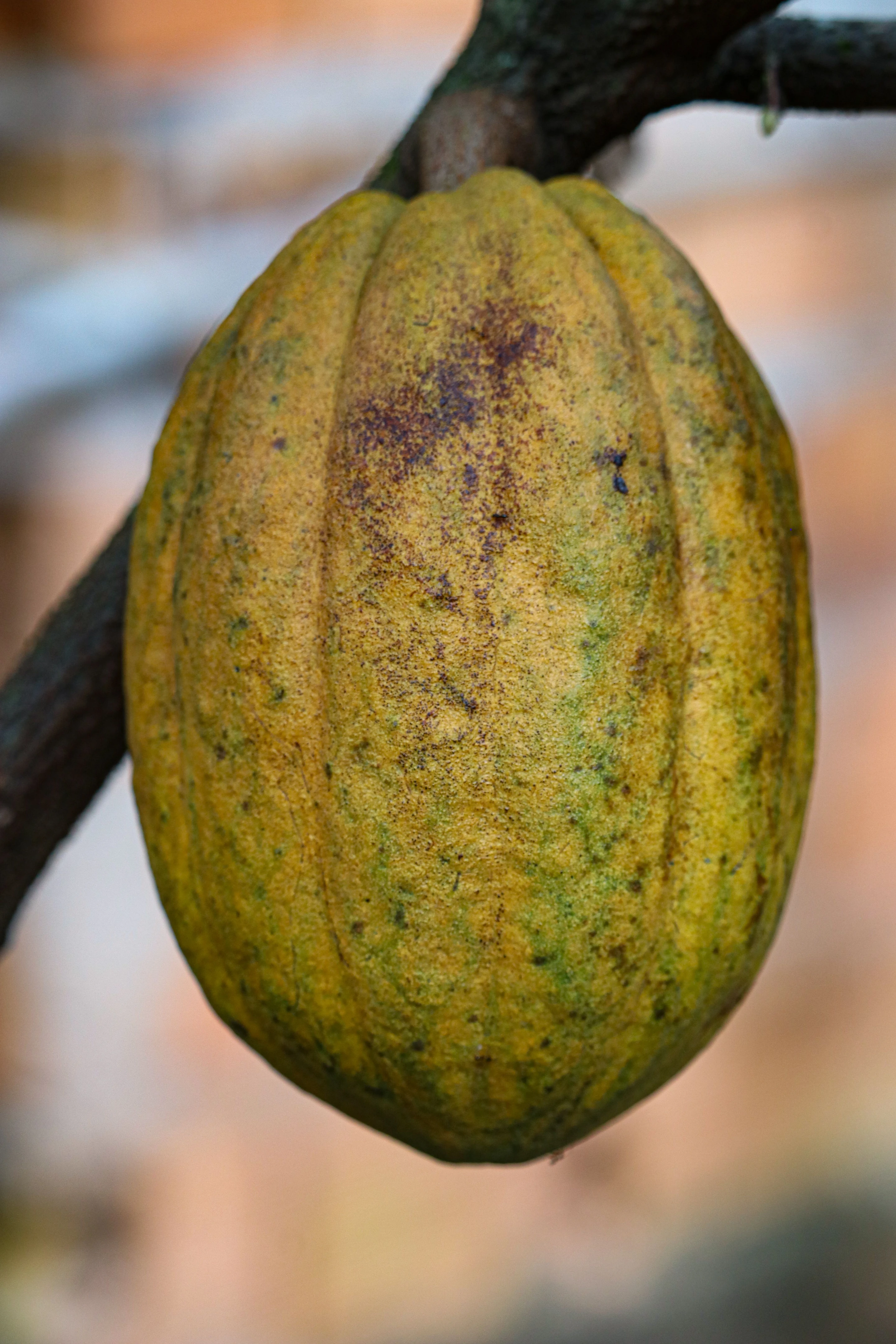 A cacao pod growing on a tree in Belém.