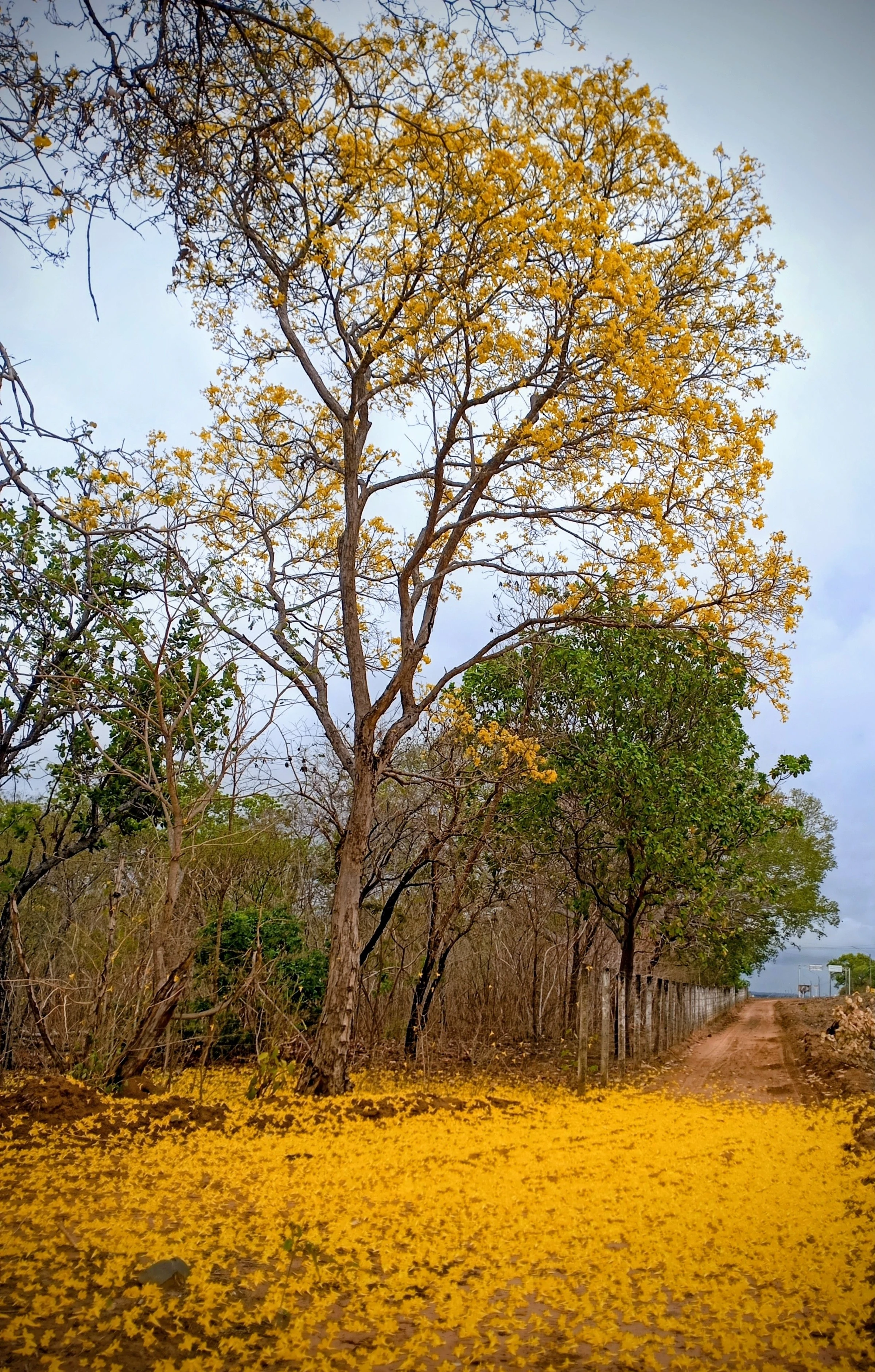 A tree covered in yellow blossoms rises above a carpet of fallen flowers beside a rural road at São Raimundo Nonato