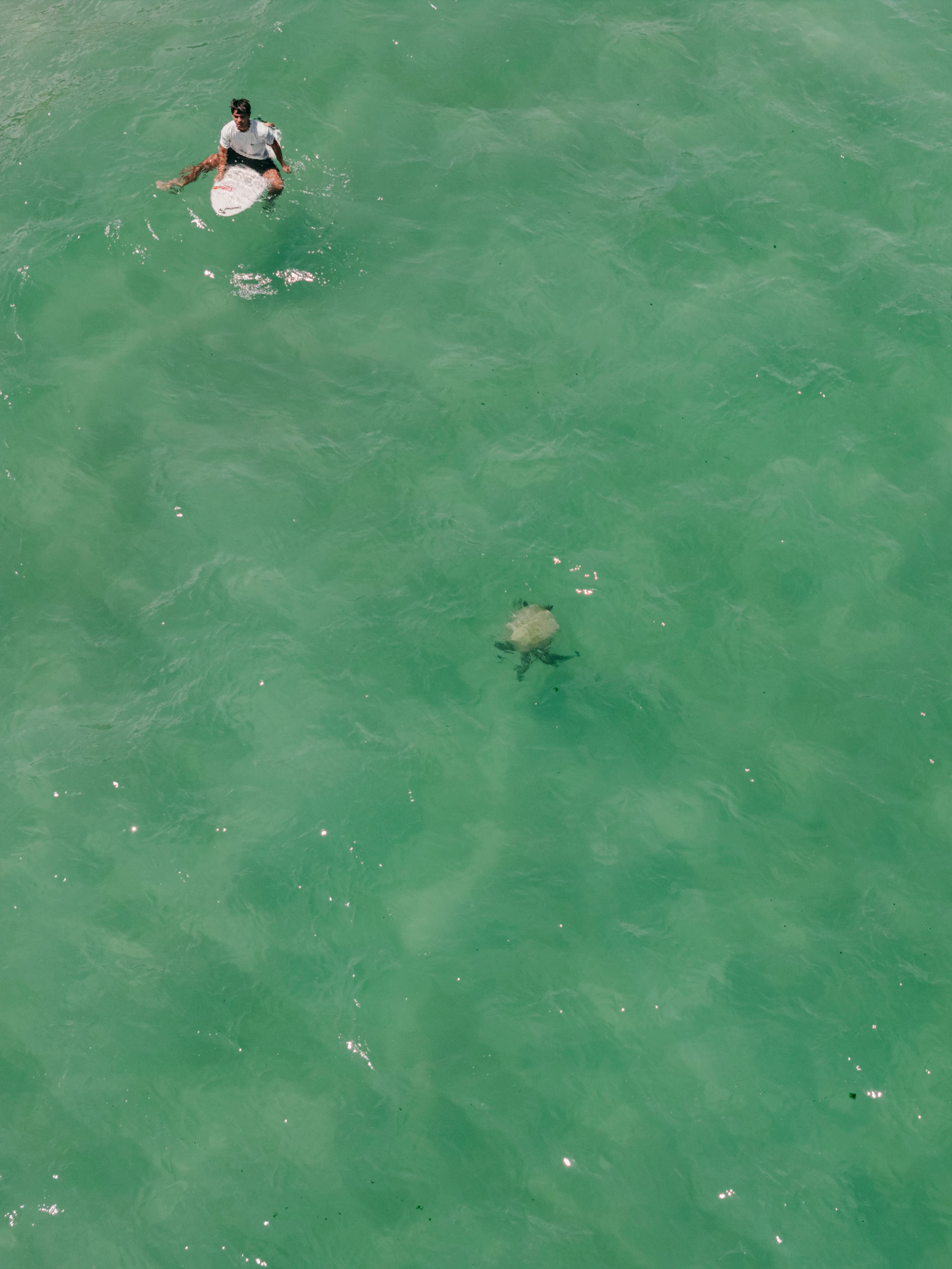 A sea turtle and a surfer seen from above in the water off Rio de Janeiro