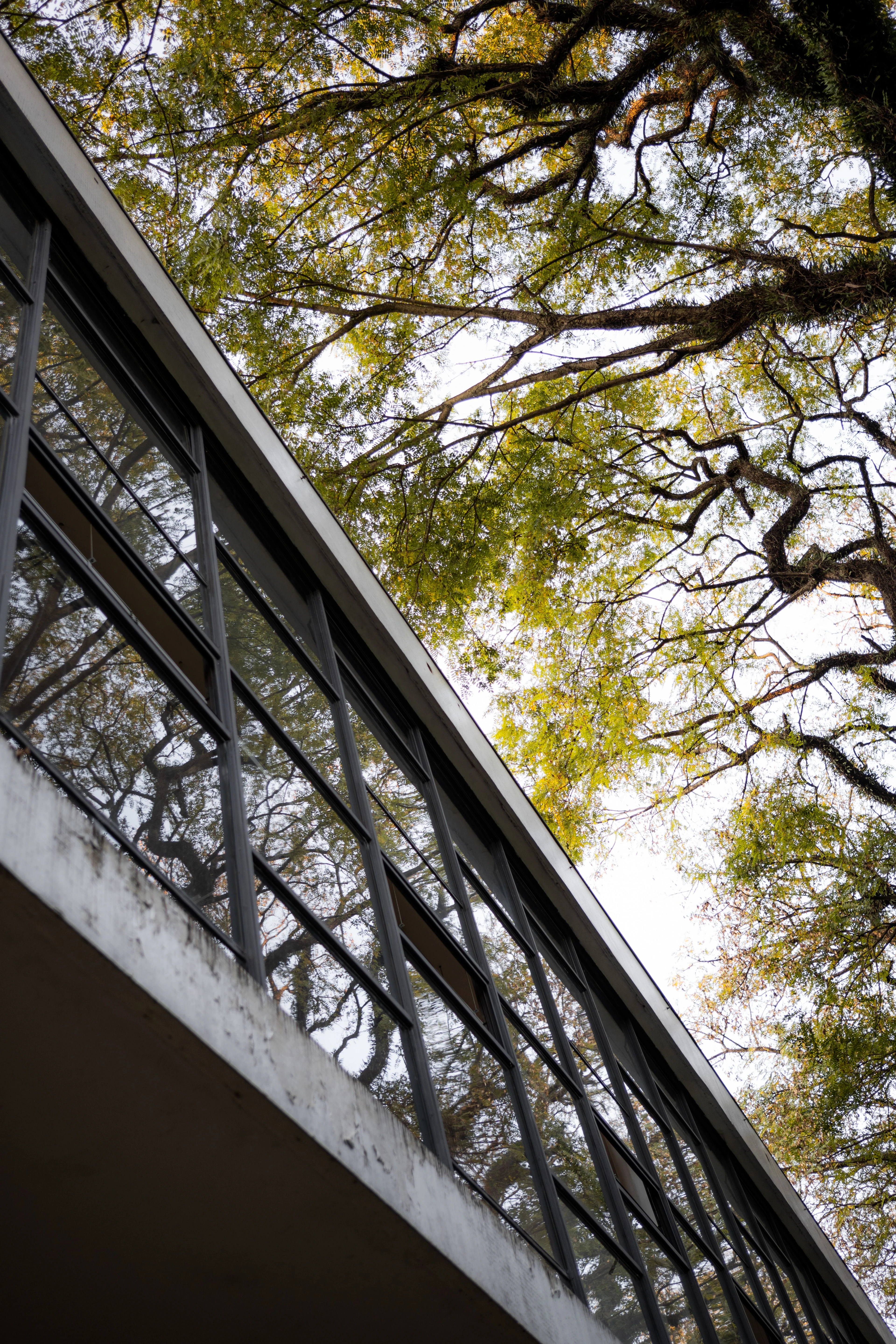 Trees reflected in modern architecture at Ibirapuera