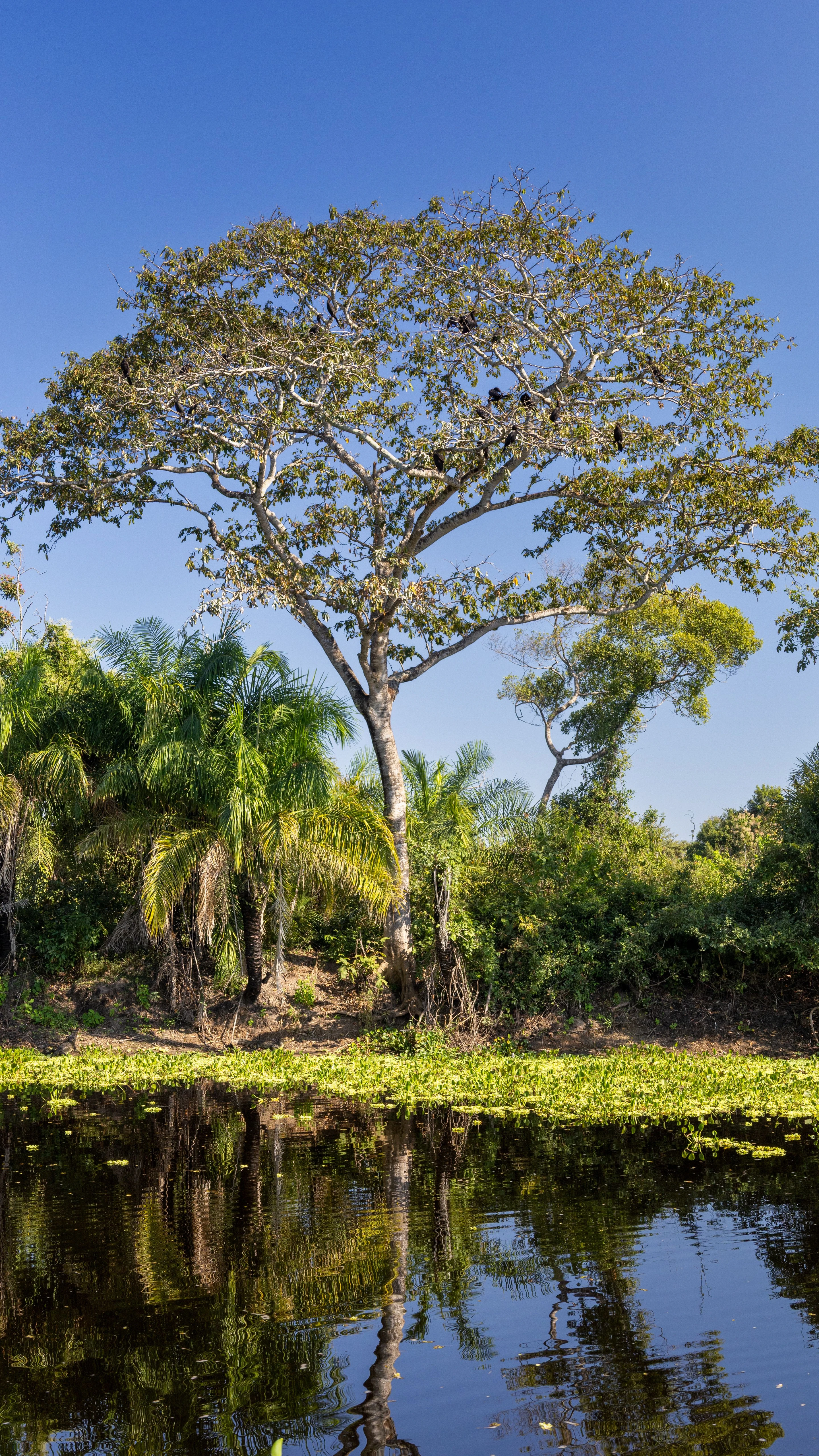 A spreading tree reflected in wetland water under blue sky in Mato Grosso do Sul