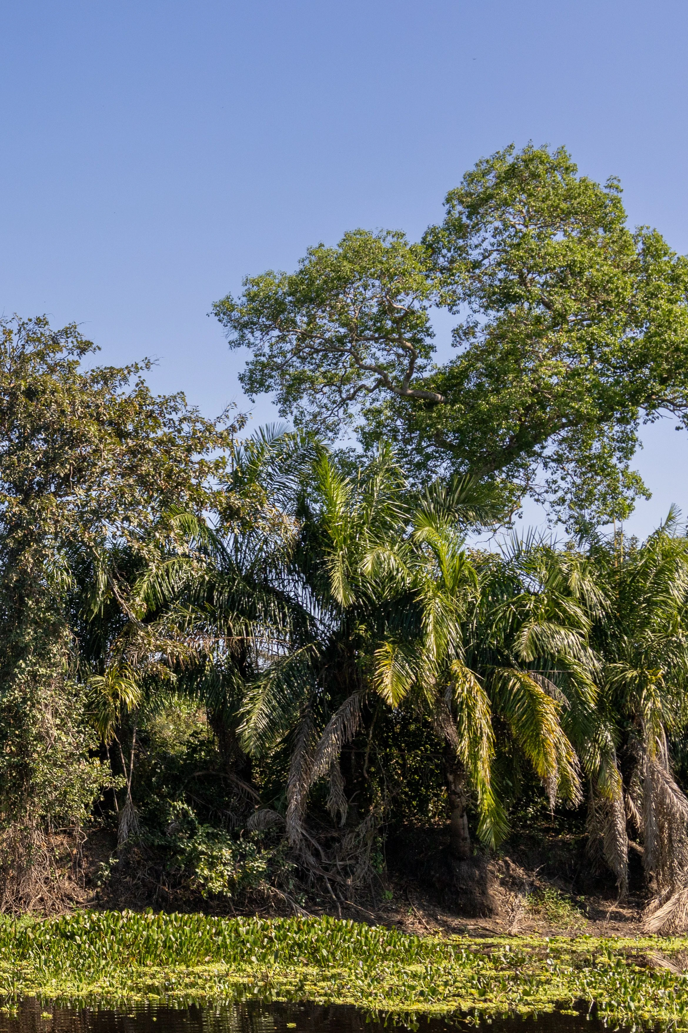 Water and vegetation form a wetland landscape in Mato Grosso do Sul.