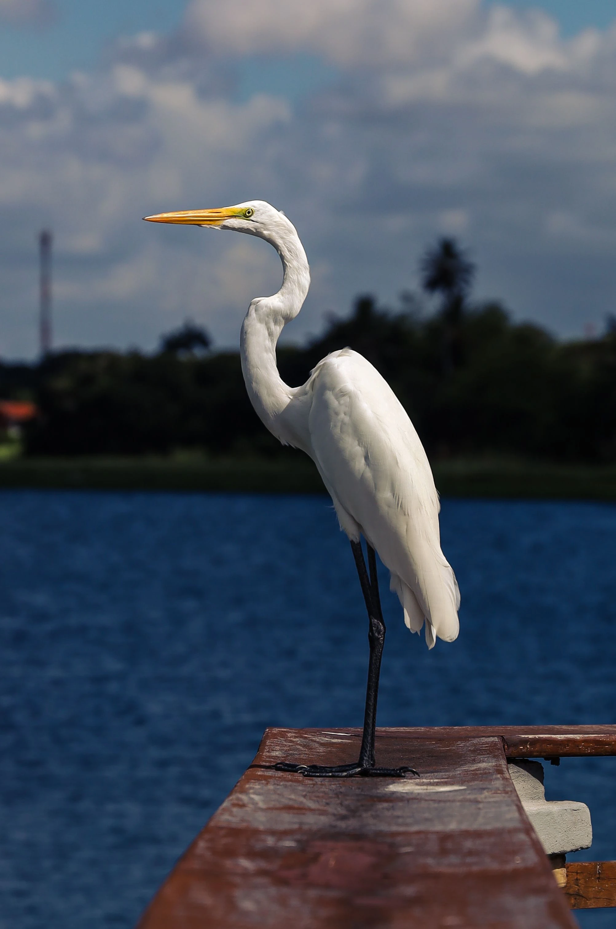 White egret beside blue water and sunlit timber in Ceará, Brazil