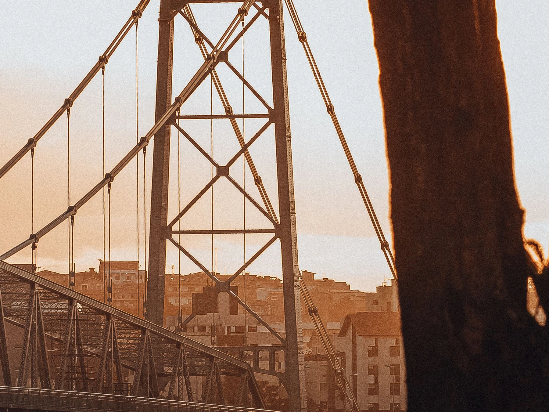 Hercílio Luz Bridge framed by a tree · Florianópolis