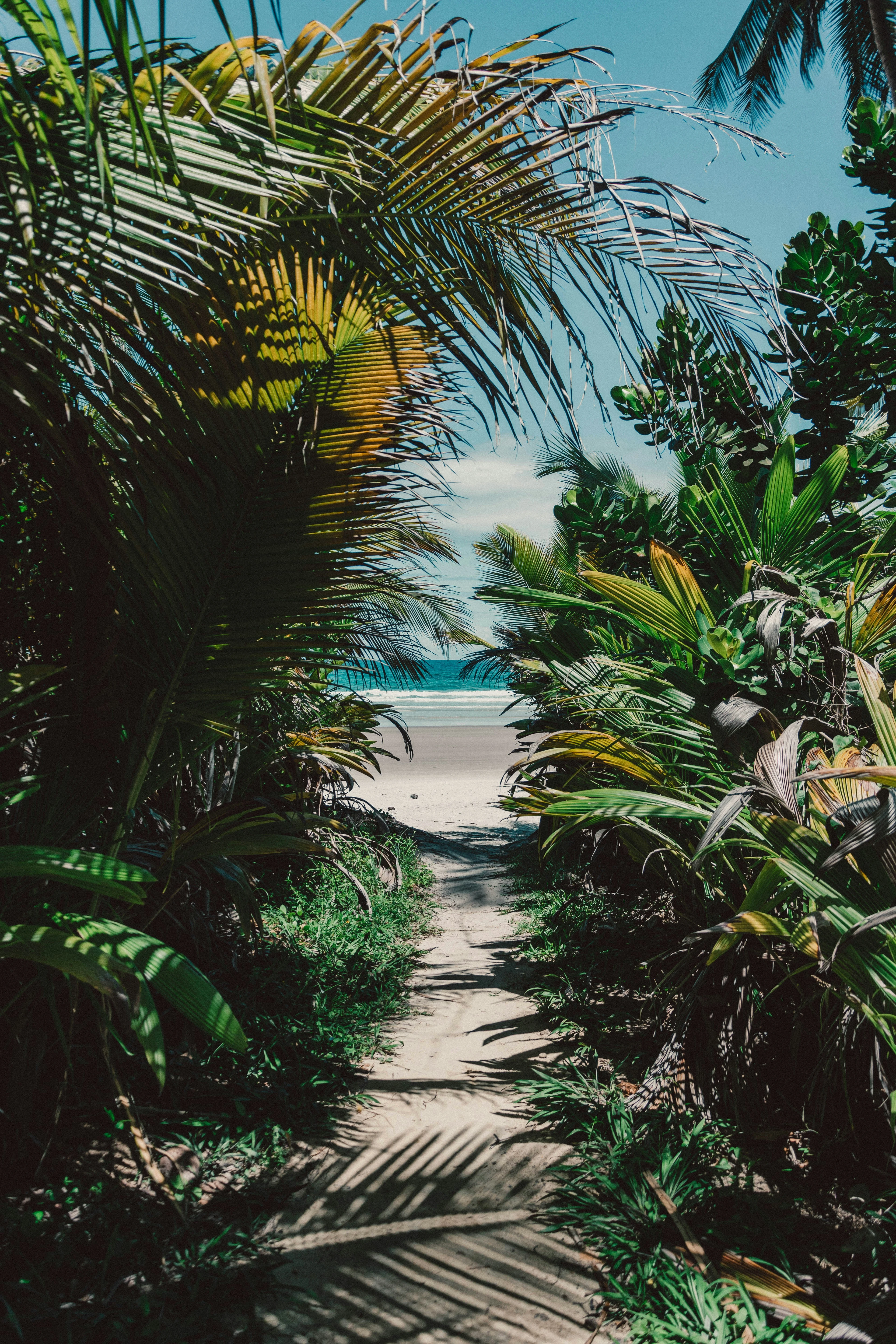 A sandy path beneath palm fronds opens onto Itacarezinho beach