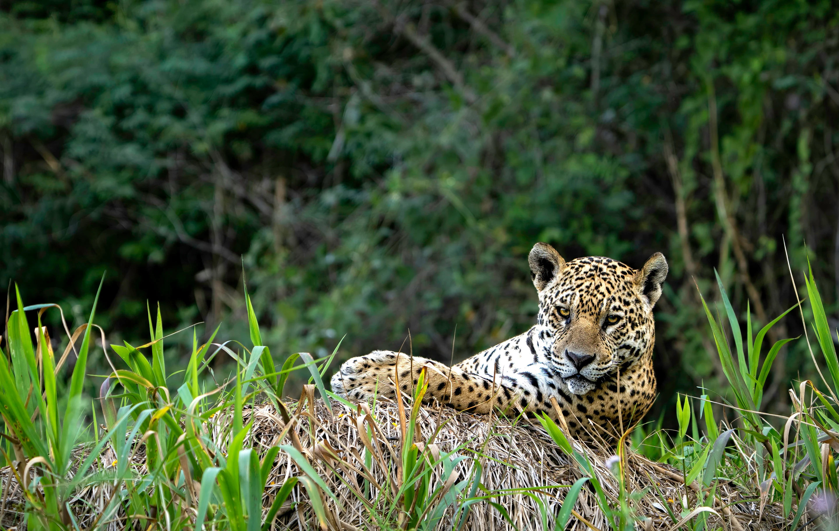 A jaguar resting beside riverbank vegetation in the Pantanal near Poconé.