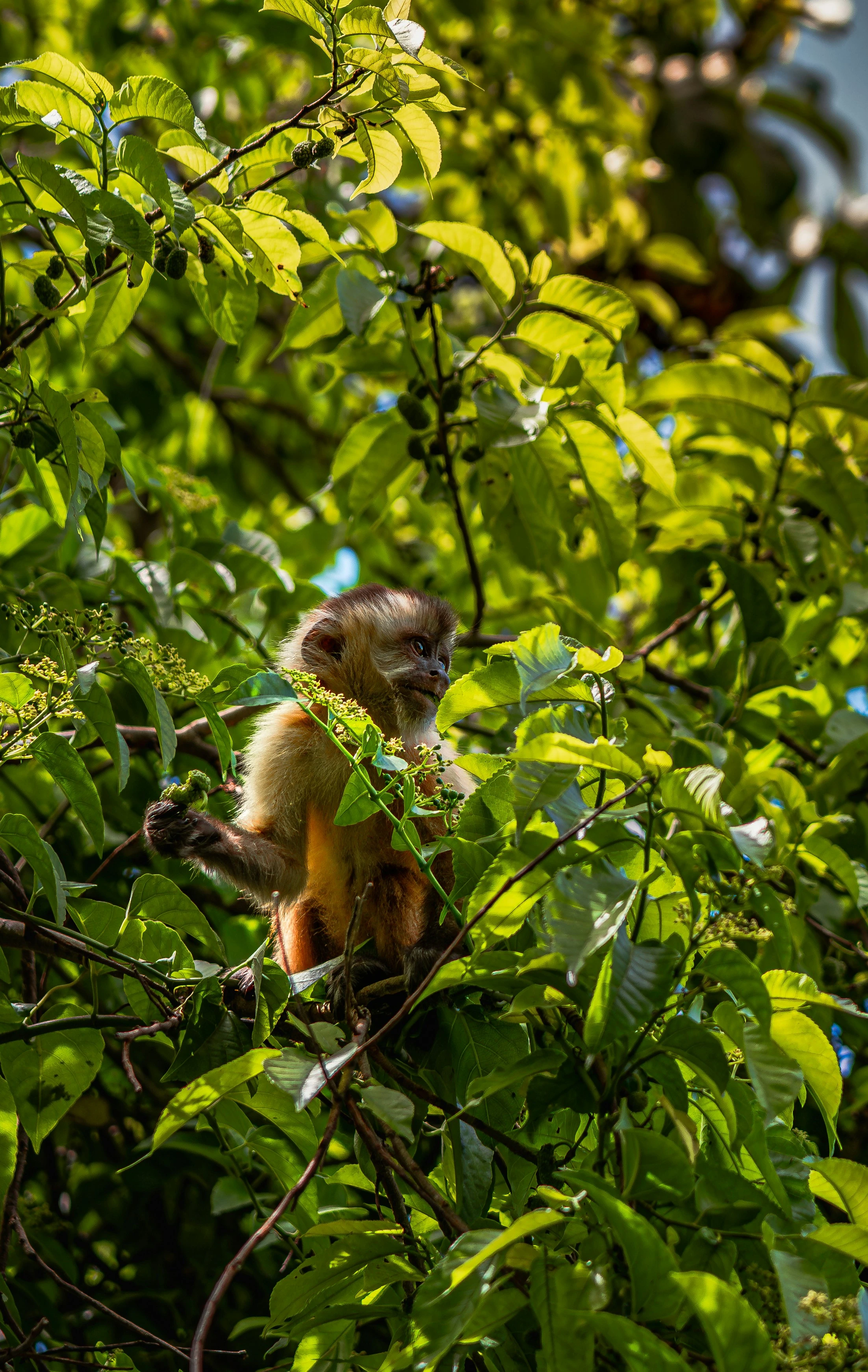 A monkey in the leafy canopy of Bonito, Mato Grosso do Sul.