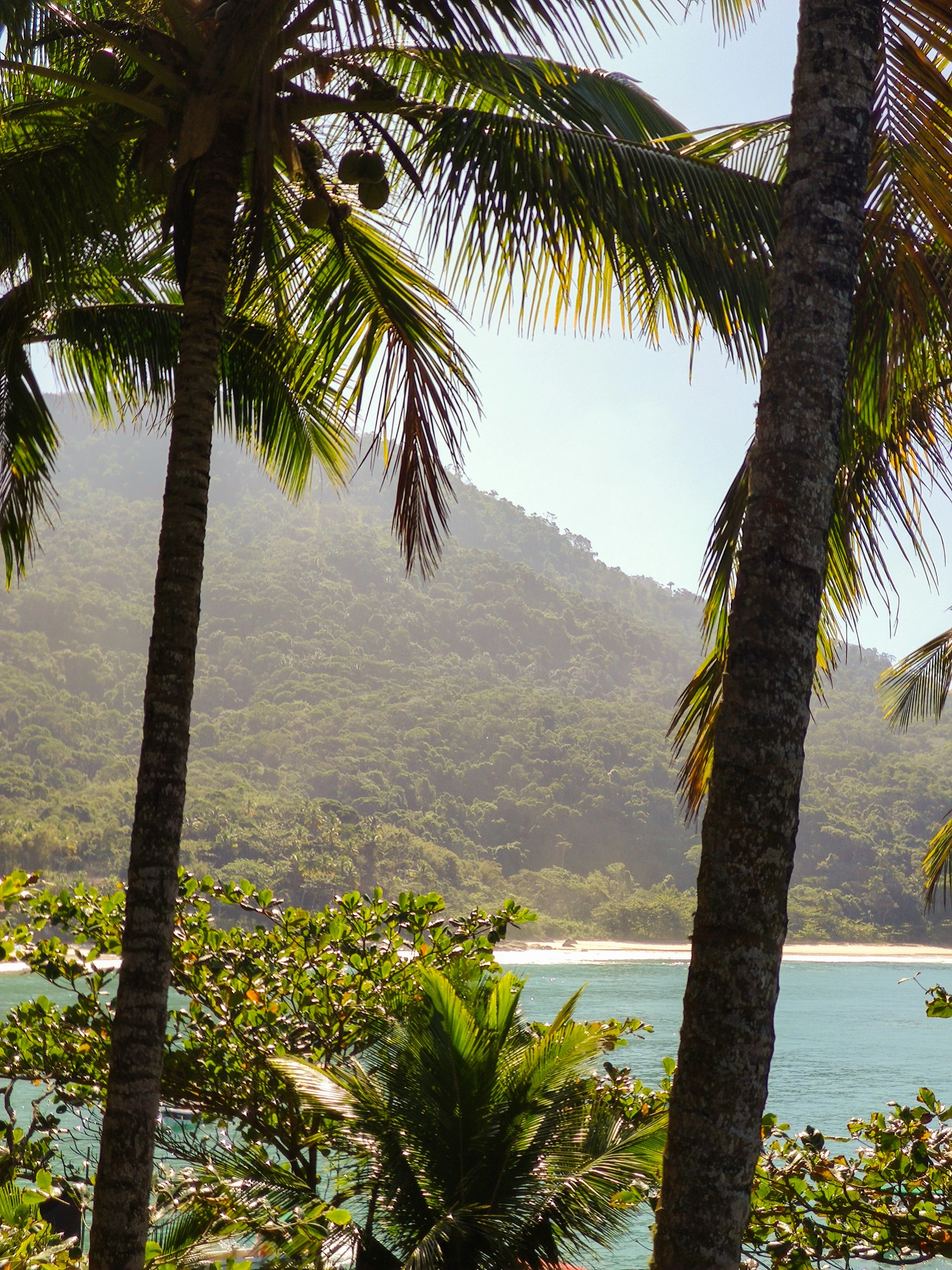 Palm trees frame blue coastal water and forested hills on Ilha Grande