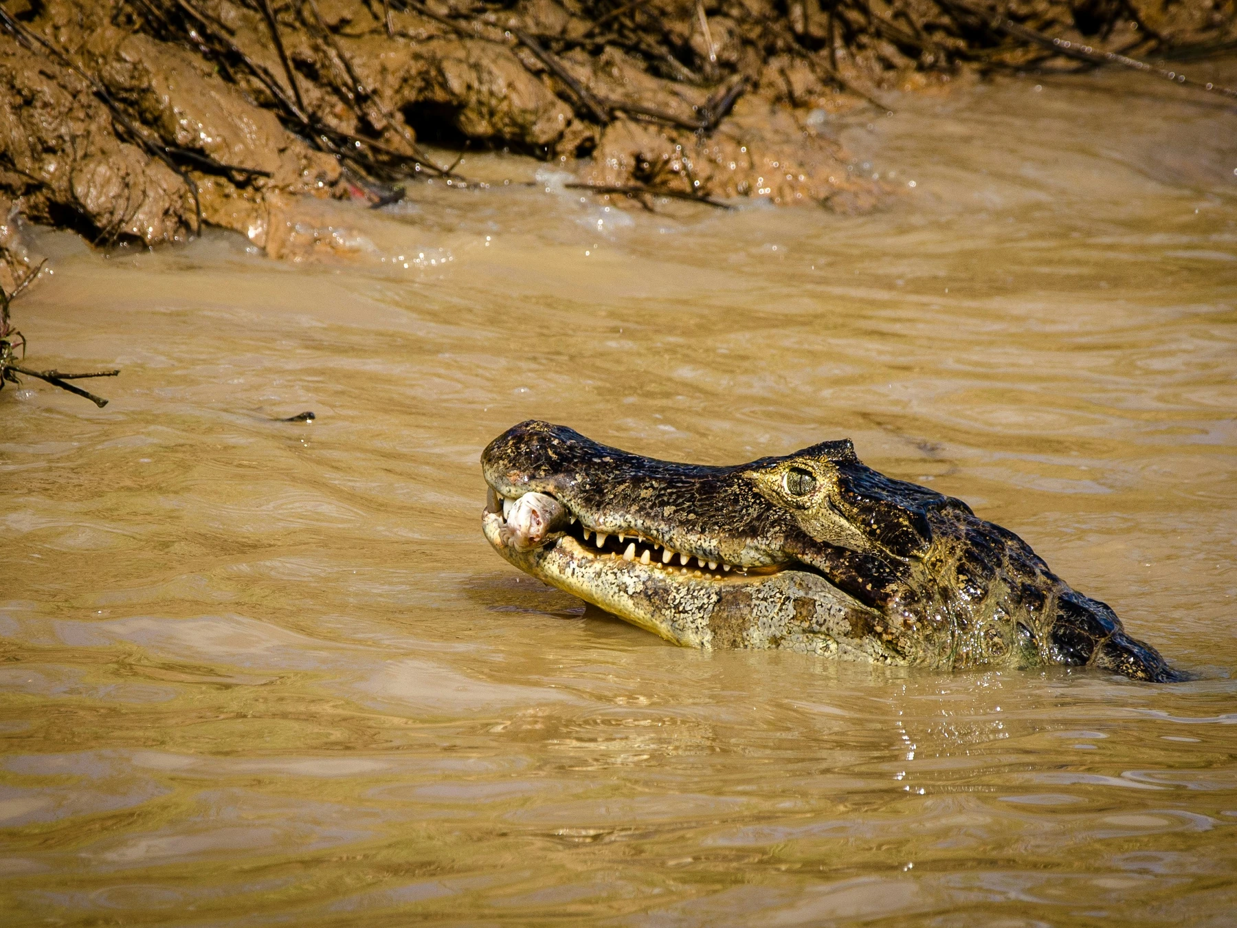 A caiman with a fish in the Brazilian Pantanal.