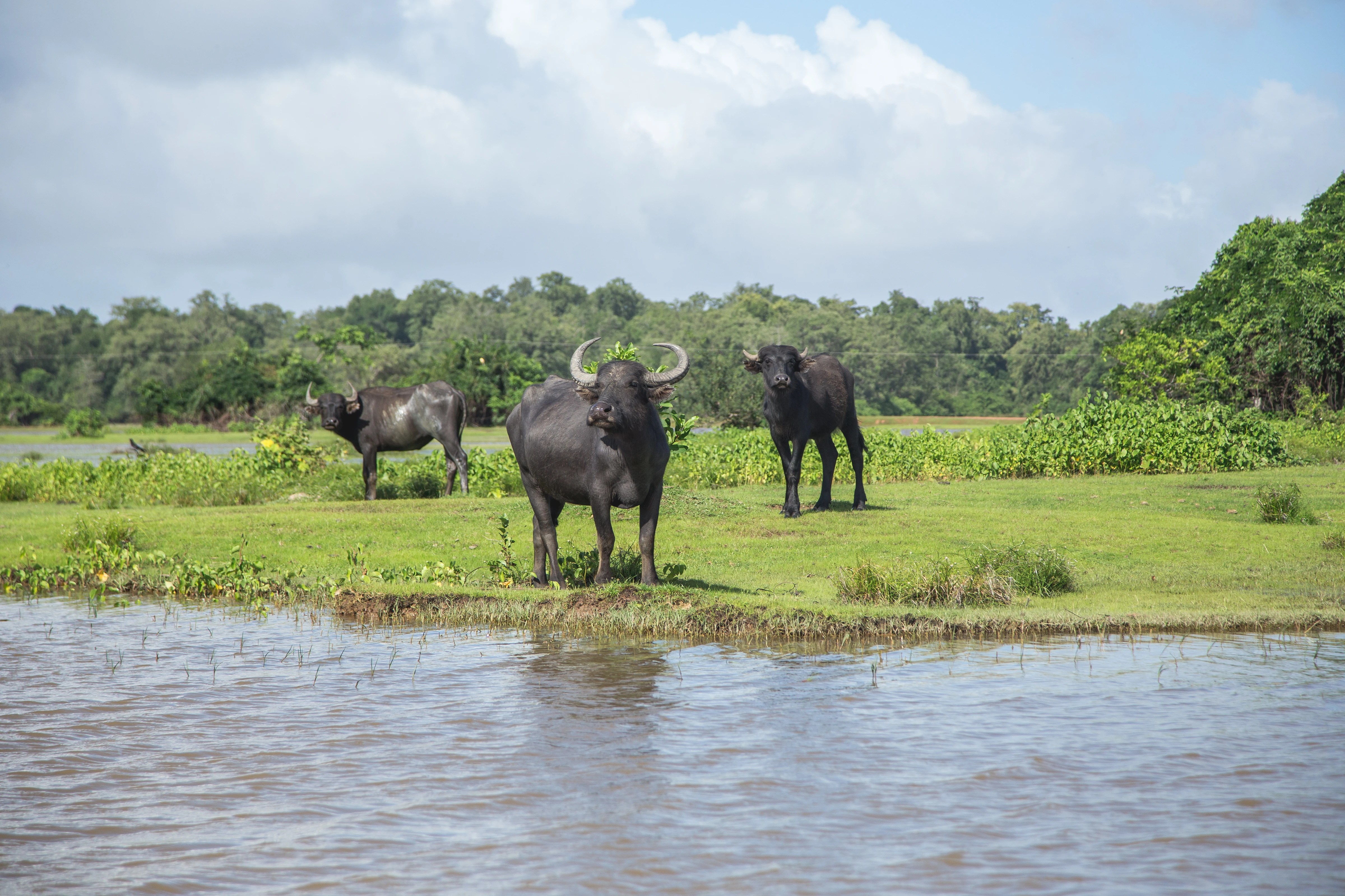 Water buffalo in a flooded field at Fazenda Bom Jesus in Soure, Marajó