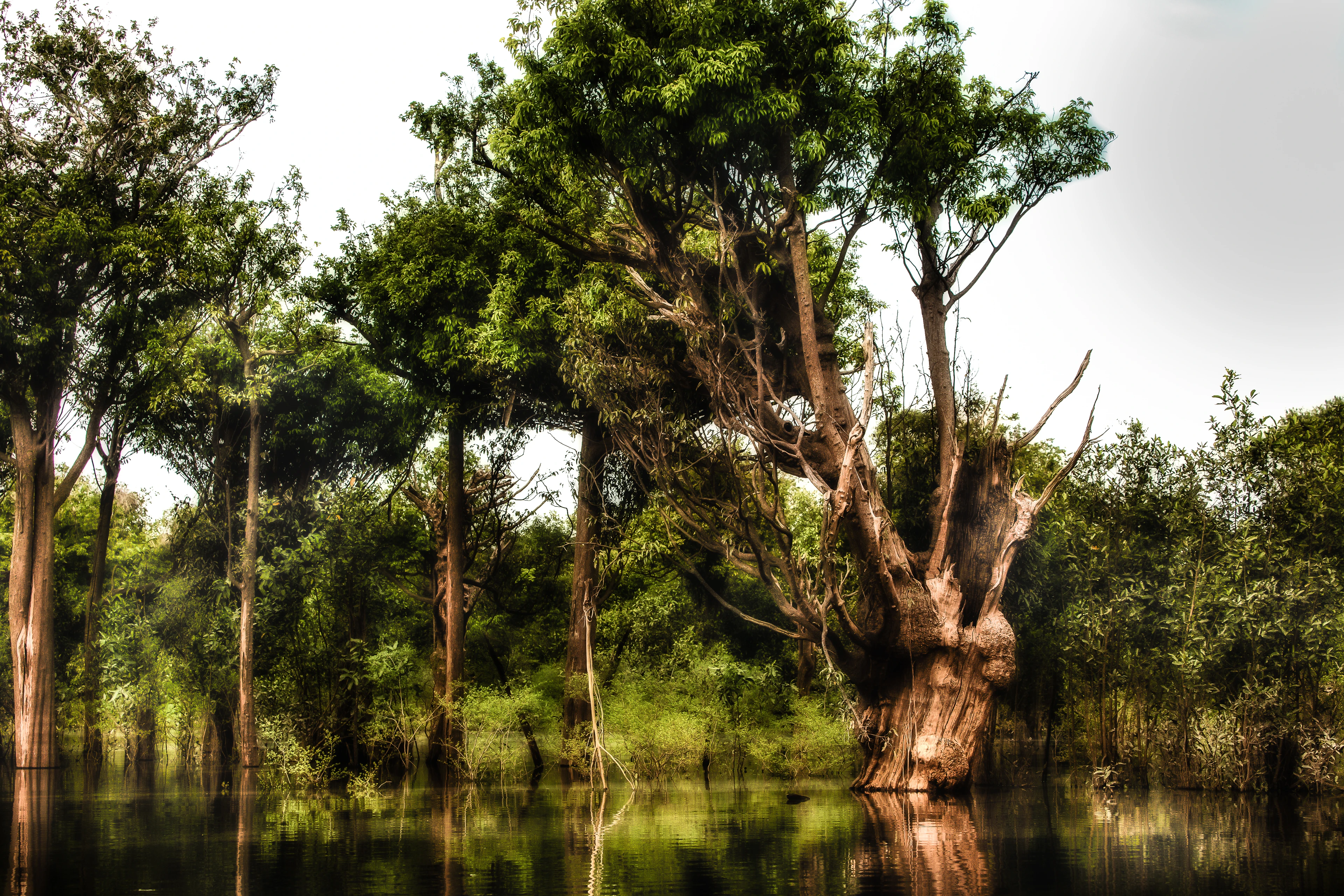 Sunlit trunks and lush trees reflected in the seasonally flooded forest at Anavilhanas in the Brazilian Amazon